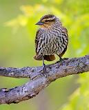 Red-winged Blackbird_53731